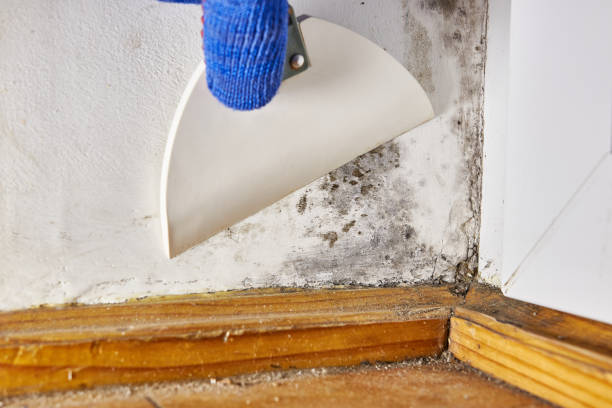 Best Black Mold Removal  in Andrews Af, MD