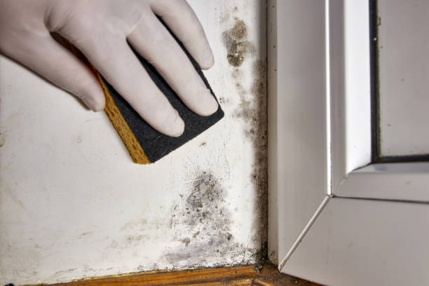 Best HVAC Mold Inspection and Cleaning  in Andrews Af, MD